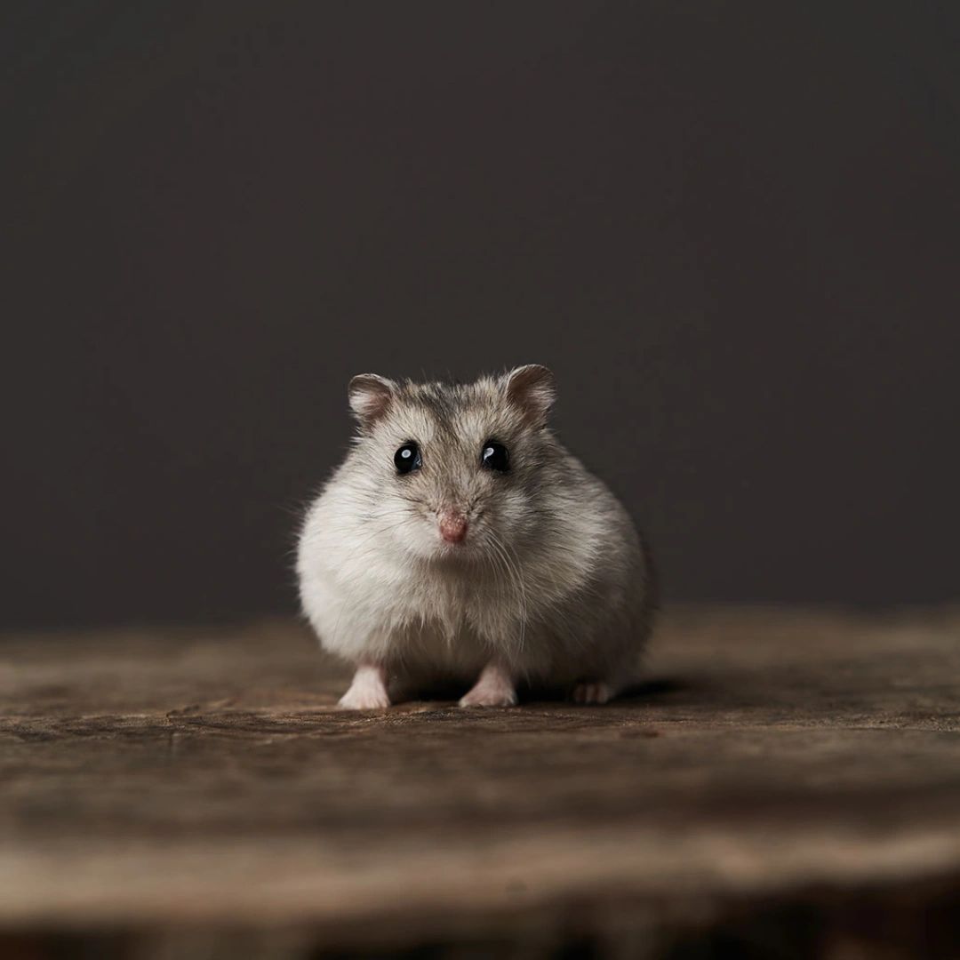 Chinese hamster price 2025
